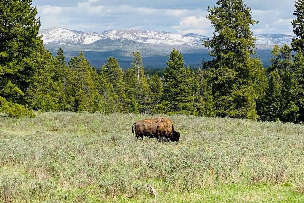 Bear Lair At Teton Valley Idaho Victor Zewnętrze zdjęcie